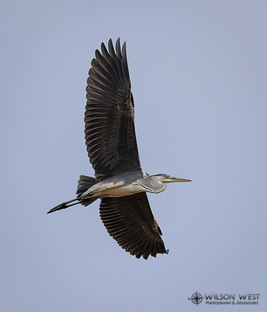 Gray Heron