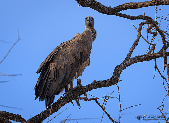 White-backed Vulture