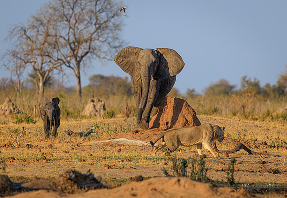 Lion, Elephant