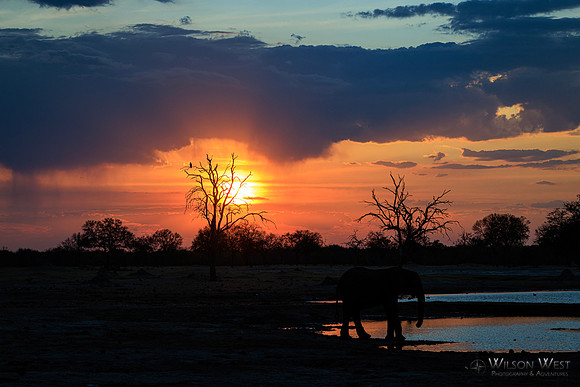 Sunset, Elephants