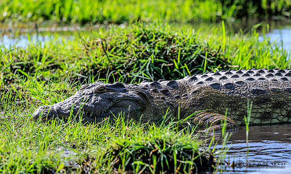 Crocodile