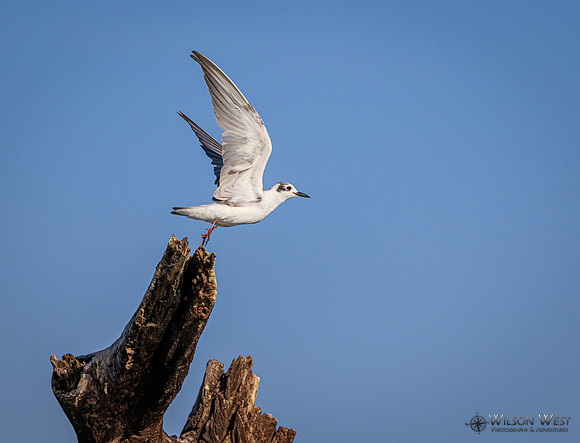 Whiskered Tern
