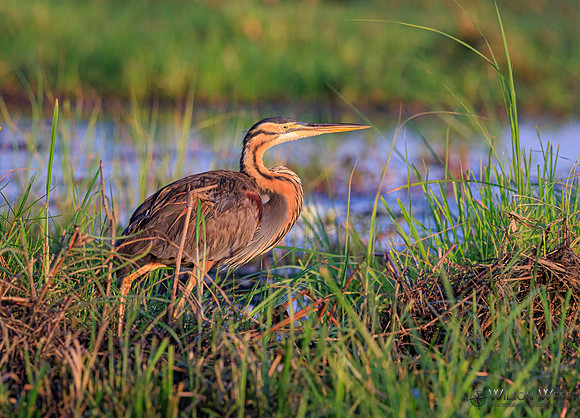 Purple Heron