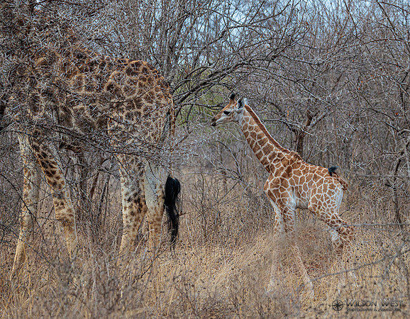 Giraffe