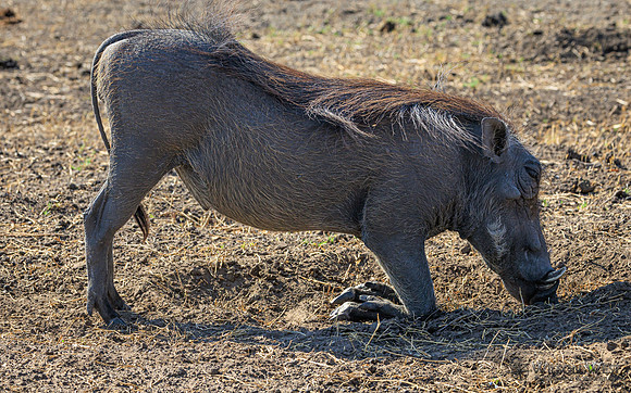 Warthog