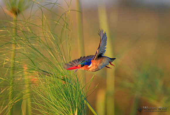 Malachite Kingfisher