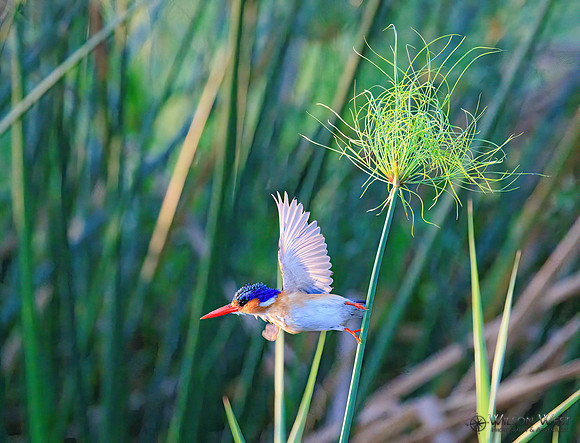 Malachite Kingfisher