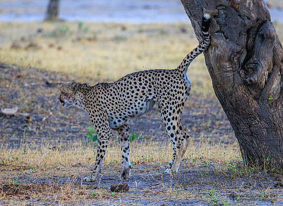 Cheetah
