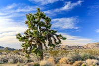 Joshua Tree NP 3-2015