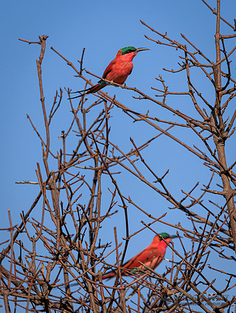 Carmine Bee-eater