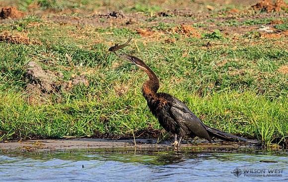 African Darter