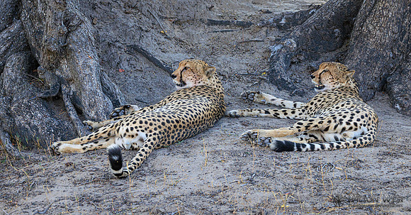 Cheetah
