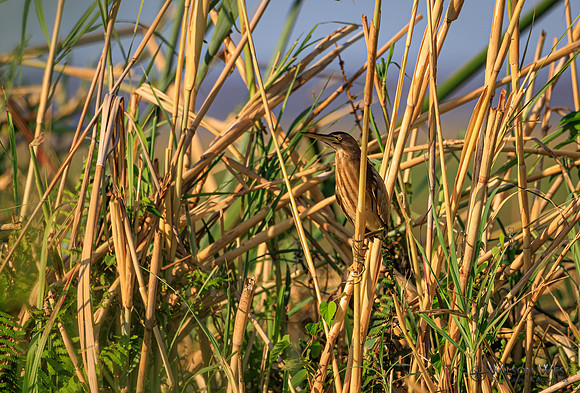 Little Bittern