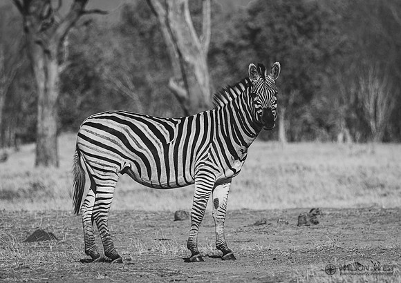 Burchell's Zebra