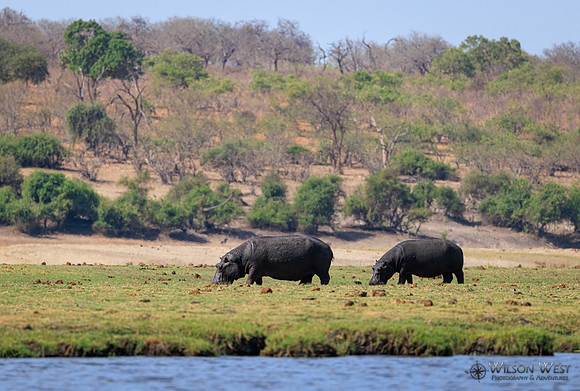 Hippopotamus