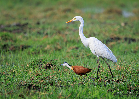 Great Egret, Jacana