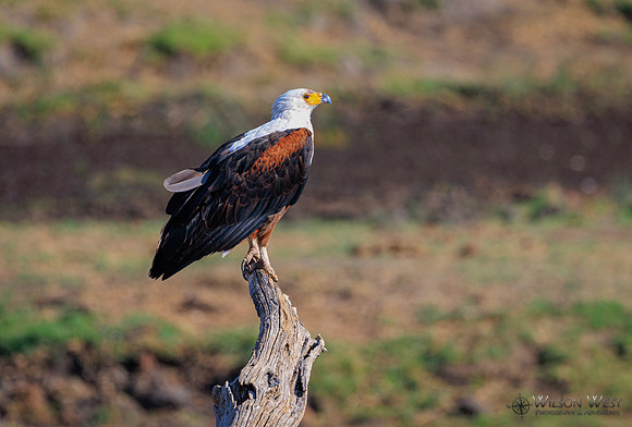 African Fish Eagle