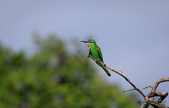 Blue-cheeked Bee-eater