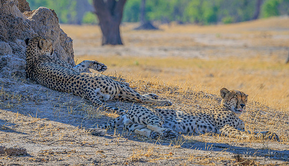 Cheetah