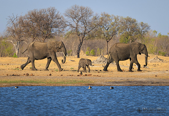 Elephant