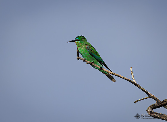 Blue-cheeked Bee-eater