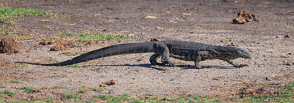 Water Monitor