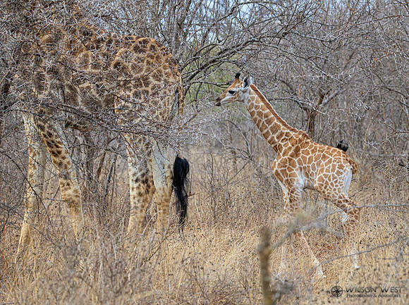 Giraffe