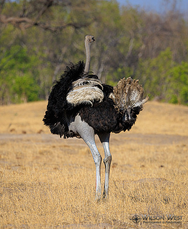 Ostrich