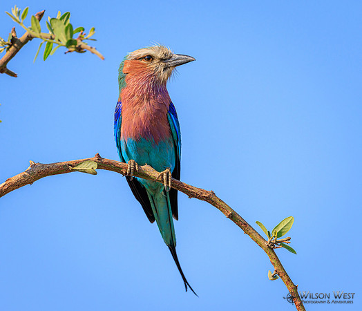Lilac-breasted Roller
