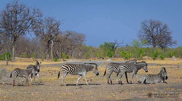Burchell's Zebra