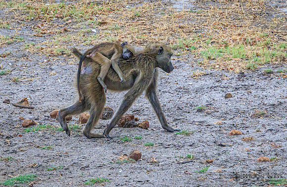 Baboon