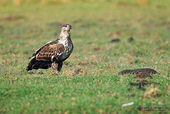 African Fish Eagle