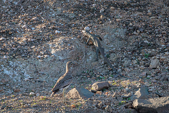 Thick-knee