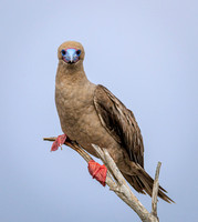 Ecuador & Galapagos 2022