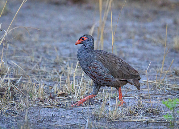 Spurfowl