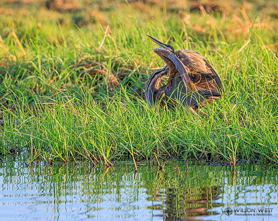Purple Heron
