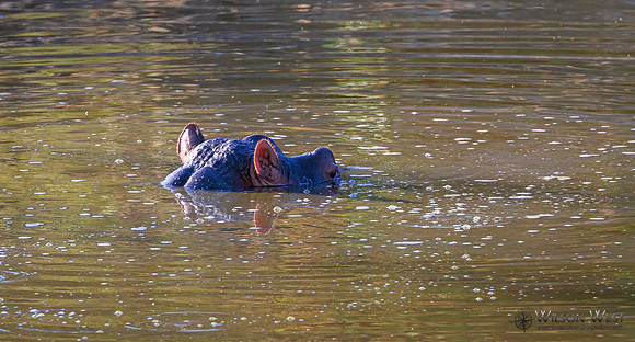 Hippopotamus