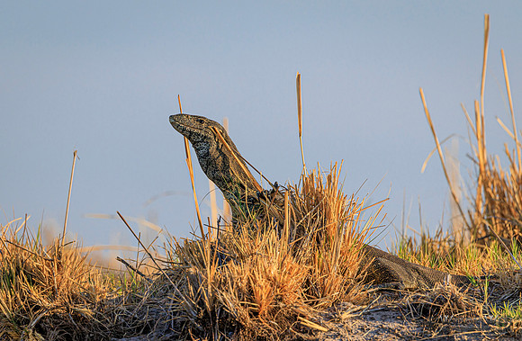Water Monitor