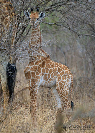 Giraffe