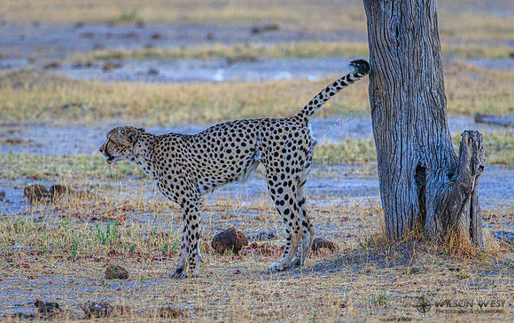 Cheetah