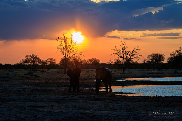 Sunset, Elephants