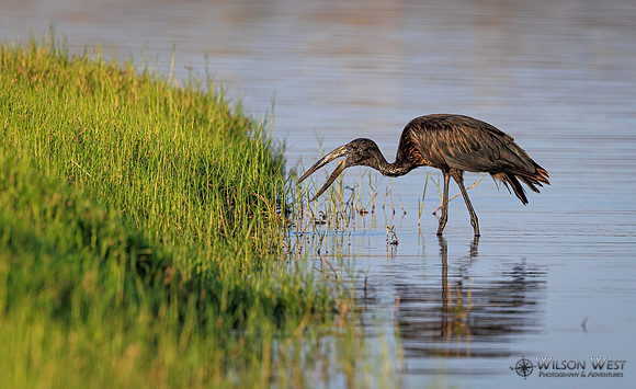 Openbill Stork