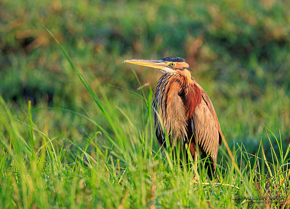 Purple Heron