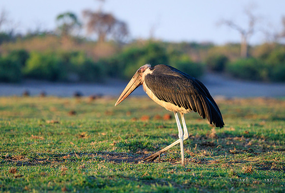 Marabou Stork