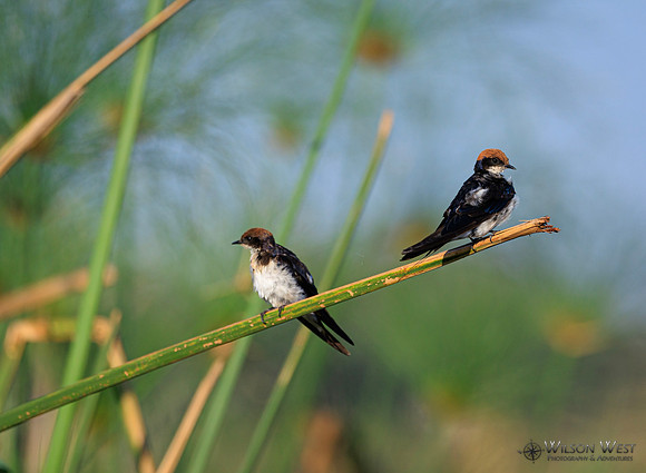 Wire-tailed Swallow