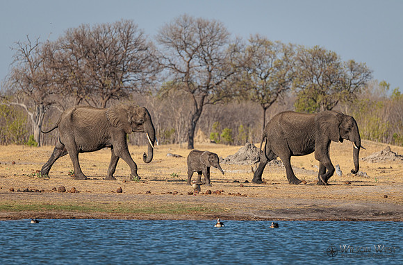 Elephant