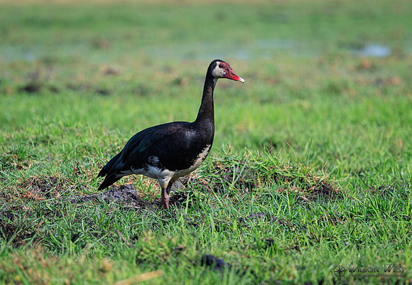 Spur-winged Goose