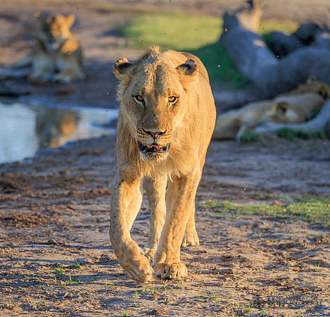 Lion