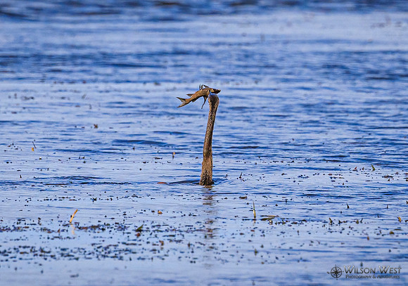 African Darter