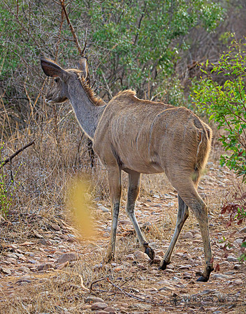Greater Kudu